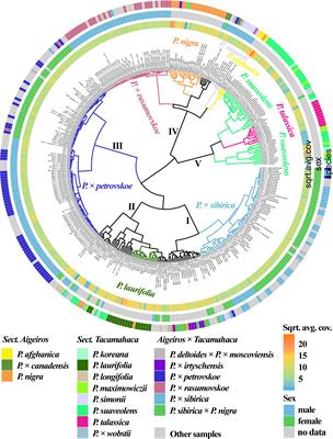 Sex-determining region complements traditionally used in phylogenetic studies nuclear and chloroplast sequences in investigation of Aigeiros Duby and Tacamahaca Spach poplars (genus Populus L., Salicaceae)